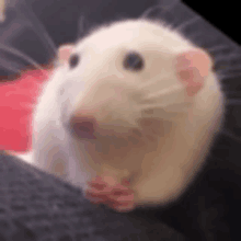 a close up of a white rat sitting on a couch looking at the camera .