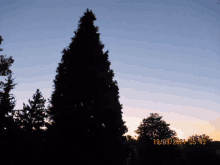 a tree silhouetted against a blue sky with the date 19/09/21