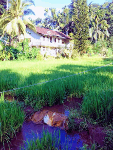 a house sits in the middle of a lush green field surrounded by palm trees