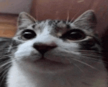 a close up of a gray and white cat looking at the camera