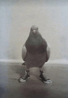 a pigeon wearing converse shoes is standing on a table .