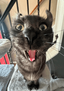 a cat with a surprised look on its face sticking out its tongue