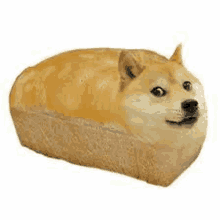 a dog is sitting in a loaf of bread .