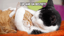 two cats laying next to each other with the caption " lup and gn bestie !!! "