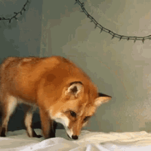 a fox standing on a bed with a string of lights hanging from the ceiling