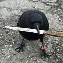 a black bird with a knife in its beak is standing on the ground .