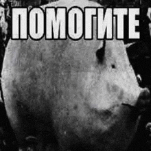 a black and white photo of a pig with the words `` помогите '' written in white letters .