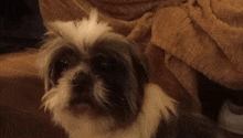 a small brown and white dog looking at the camera with a blanket in the background