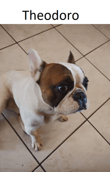 a brown and white dog is sitting on a tiled floor under the word theodoro