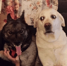 a black dog and a white dog are sitting next to each other on a couch .