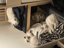 three kittens are laying in a drawer under a table