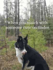 a black and white dog in the woods with the words when you match with someone cute on tinder above it