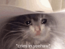 a cat wearing a cowboy hat is crying in a toilet .