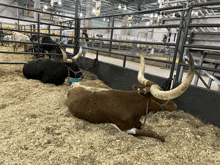 a brown and white cow with long horns is laying in a pen