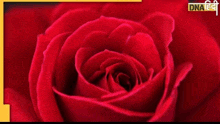 a close up of a red rose with a yellow frame around it .