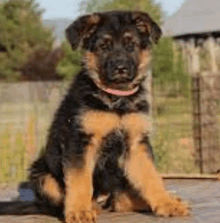 a german shepherd puppy is sitting on a wooden dock .