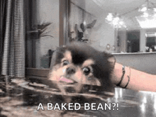 a small dog is sitting on a table with a baked bean written on it .