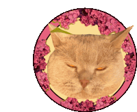 a cat with its eyes closed is in a circle of flowers