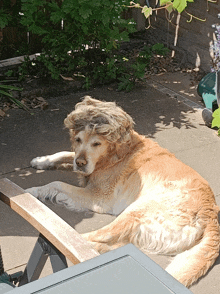 a dog wearing a wig is laying on a chair outside