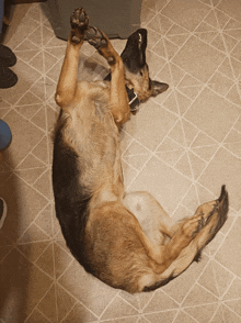 a german shepherd is laying on its back on the floor