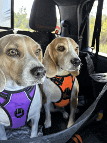 two dogs are sitting in the back seat of a car wearing harnesses