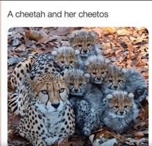 a cheetah and her cheetahs are laying on the ground .