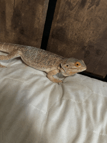 a lizard laying on a bed with a wooden background