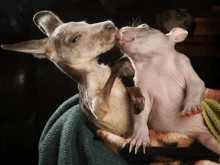 a kangaroo and a wombat are kissing on a blanket