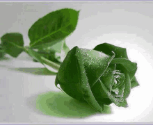 a single green rose with water drops on the leaves is sitting on a white surface .