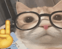 a close up of a cat wearing glasses giving the middle finger