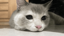 a close up of a cat 's face with a pink nose