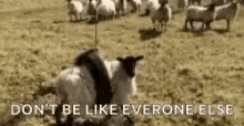 a black and white photo of a sheep on a leash in a field with the words `` don t be like everyone else ''