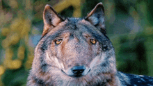 a close up of a wolf 's face with trees in the background