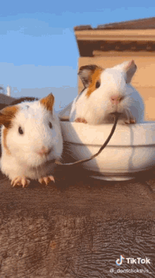 two guinea pigs are standing next to each other in a bowl and one has a rope around its neck