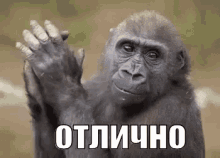 a gorilla is waving at the camera with a foreign language written on it .