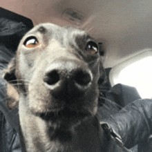 a dog is looking up at the camera while sitting in a car