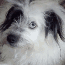 a close up of a dog with blue eyes looking at the camera