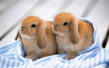 two small brown rabbits are wrapped in a blue and white striped blanket