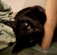 a close up of a black cat laying on a bed