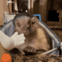 a monkey is being fed by a person wearing white gloves .