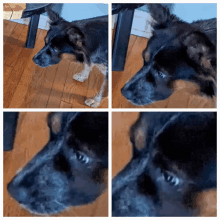 a collage of four pictures of a black dog looking at the camera