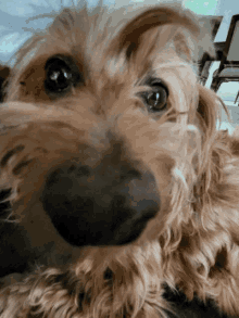 a close up of a dog 's nose and eyes