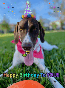 a brown and white dog wearing a party hat is laying in the grass with the words happy birthday to you