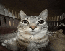 a gray and white cat is sitting in a cage and looking at the camera .