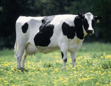 a black and white cow standing in a field of dandelions