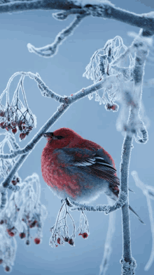 a bird perched on a snowy branch with red berries