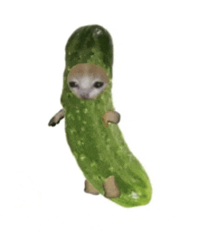 a chihuahua is dressed as a pickle .