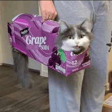 a cat is sitting inside a box of grape soda