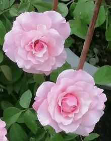 two pink roses are surrounded by greenery and leaves