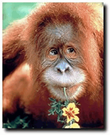 a close up of an orangutan holding a flower in its mouth .